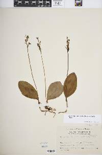 Amerorchis rotundifolia image