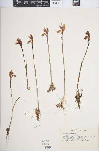 Arethusa bulbosa image