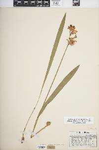 Calopogon tuberosus var. tuberosus image