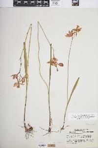 Calopogon tuberosus var. tuberosus image