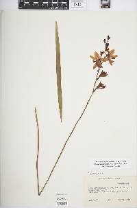 Calopogon tuberosus var. tuberosus image