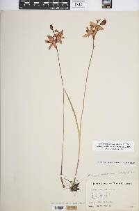 Calopogon tuberosus var. tuberosus image