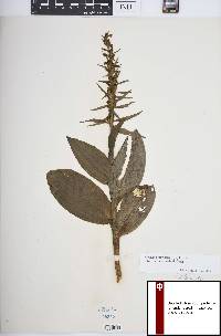 Coeloglossum viride image