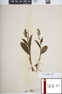 Coeloglossum viride image