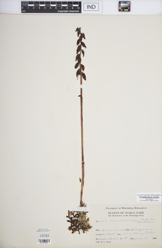 Corallorhiza trifida image