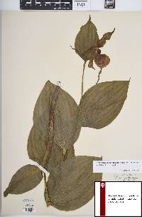 Cypripedium parviflorum var. pubescens image