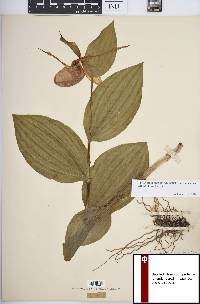 Cypripedium parviflorum var. pubescens image