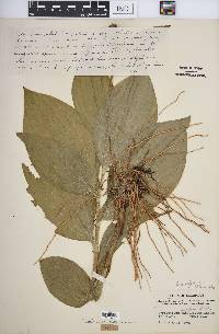 Cypripedium reginae image