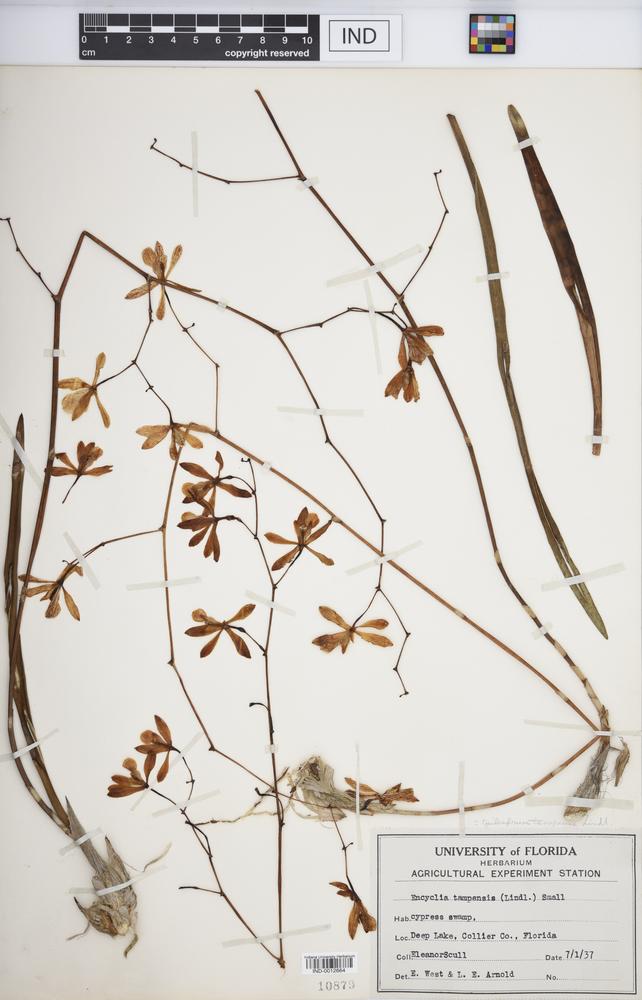 Encyclia tampensis image