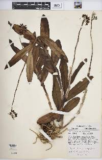 Epidendrum anceps image