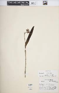 Epidendrum anceps image