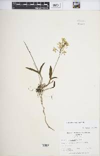 Epidendrum magnoliae image