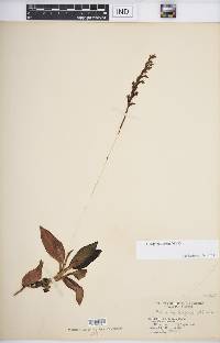 Goodyera oblongifolia image