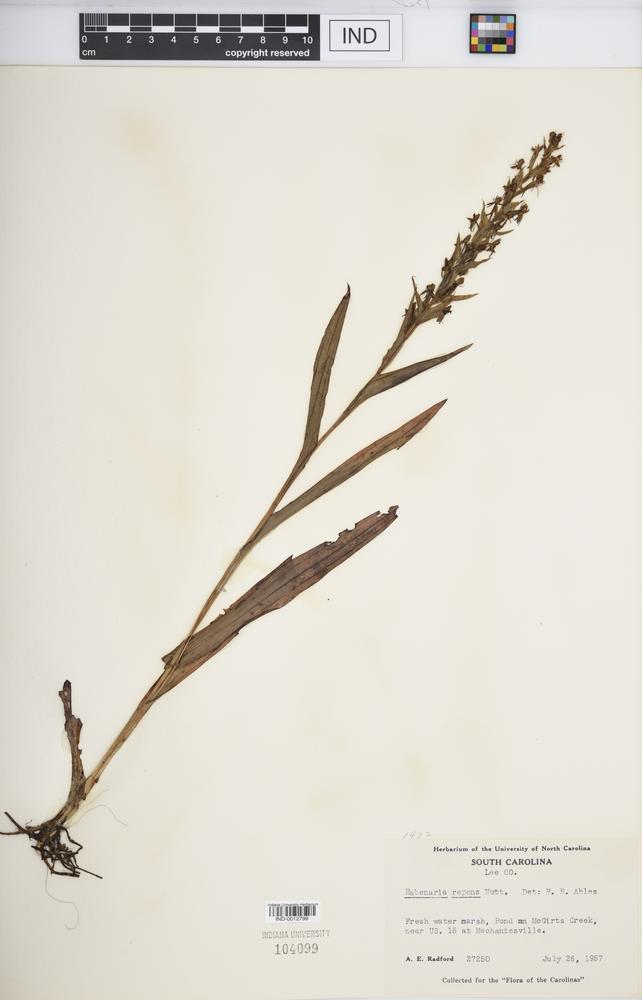 Habenaria repens image