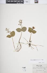 Listera convallarioides image