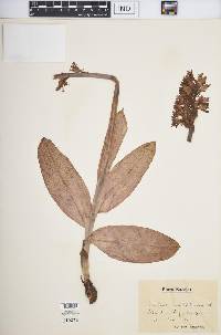 Orchis militaris image