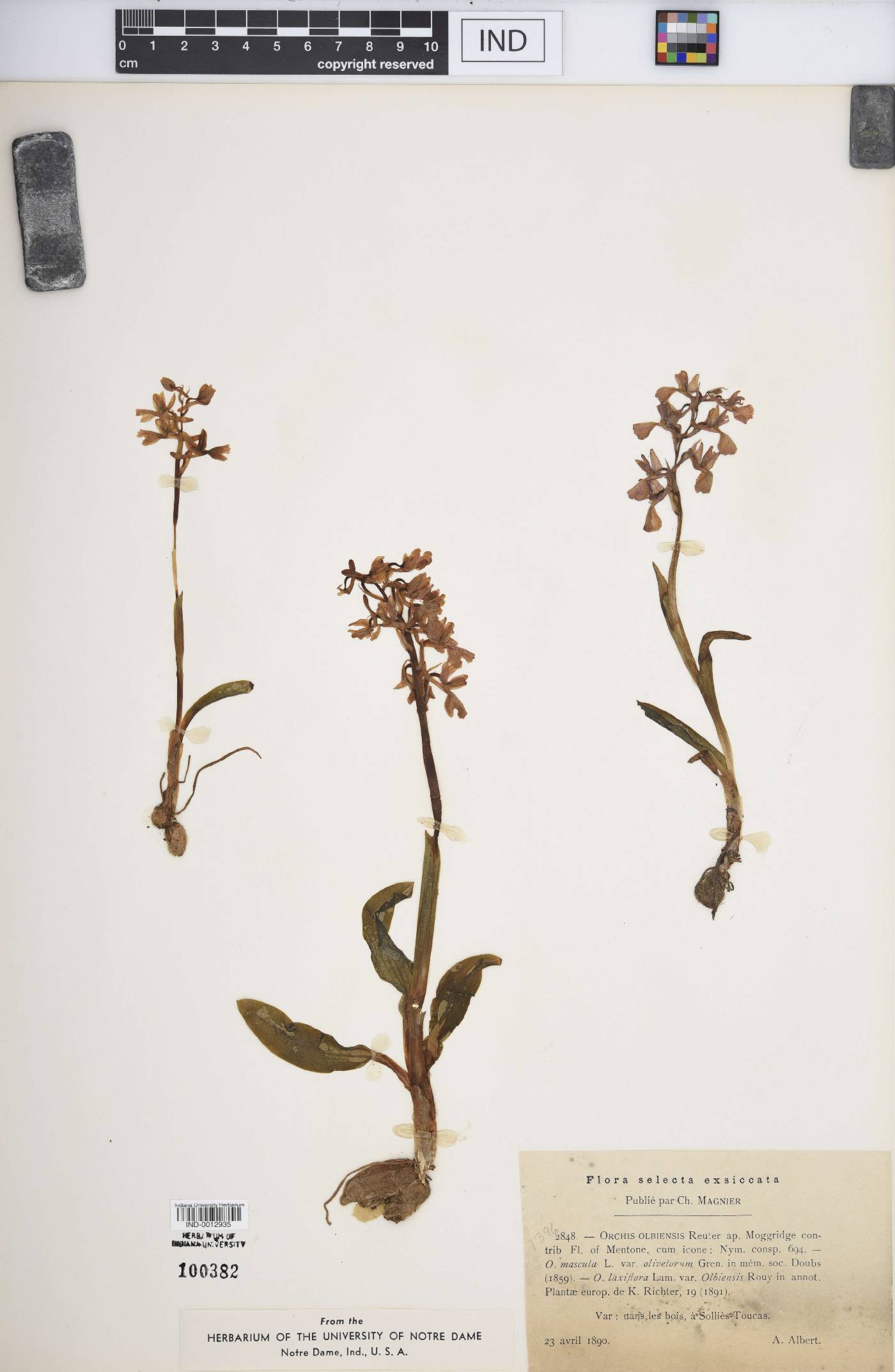 Orchis olbiensis image
