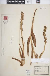 Platanthera aquilonis image