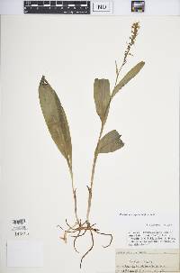 Platanthera aquilonis image