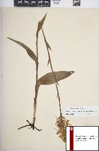 Platanthera ciliaris image