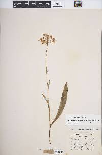 Platanthera ciliaris image