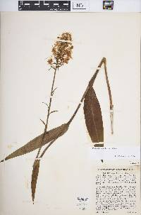 Platanthera ciliaris image