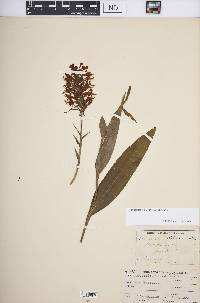 Platanthera ciliaris image