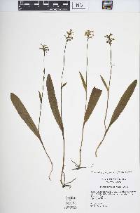 Platanthera clavellata image