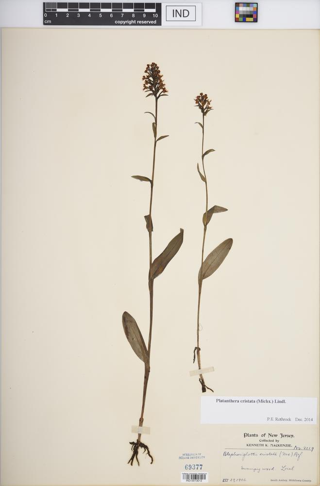 Platanthera cristata image