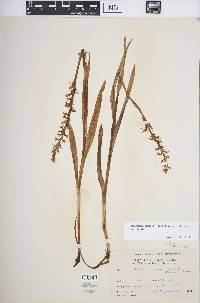 Platanthera dilatata image