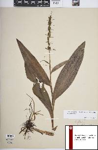 Platanthera flava image