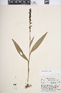 Platanthera flava image