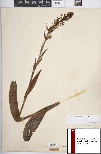 Platanthera lacera image