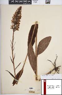 Platanthera psycodes image