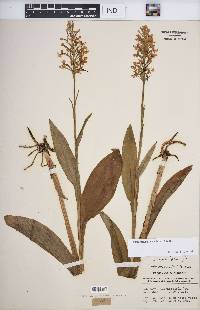 Platanthera psycodes image