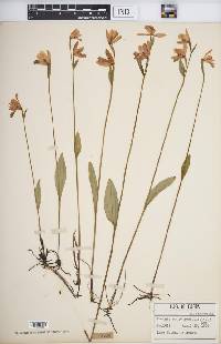 Pogonia ophioglossoides image