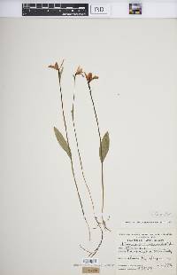 Pogonia ophioglossoides image