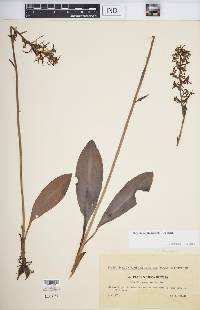 Image of Satyrium bifolium