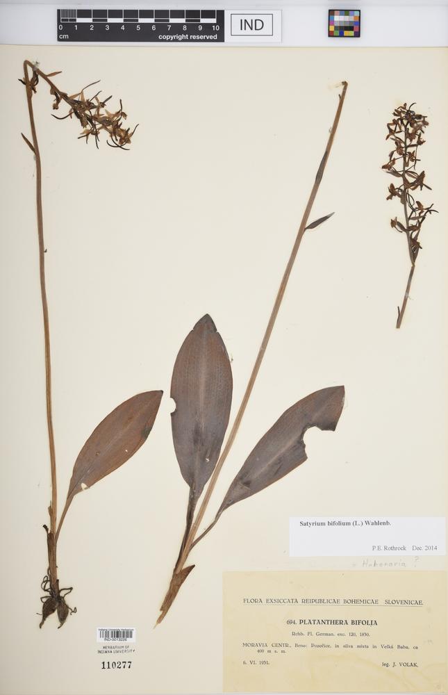 Satyrium bifolium image