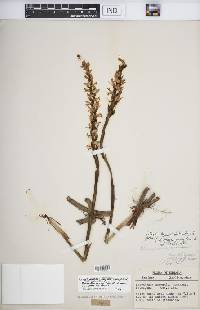 Spiranthes cernua image