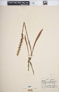 Spiranthes cernua image