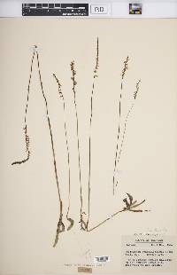 Spiranthes lacera image