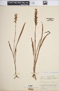 Spiranthes cernua image