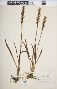 Spiranthes cernua image