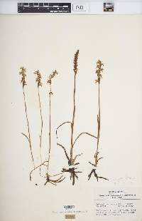 Spiranthes cernua image