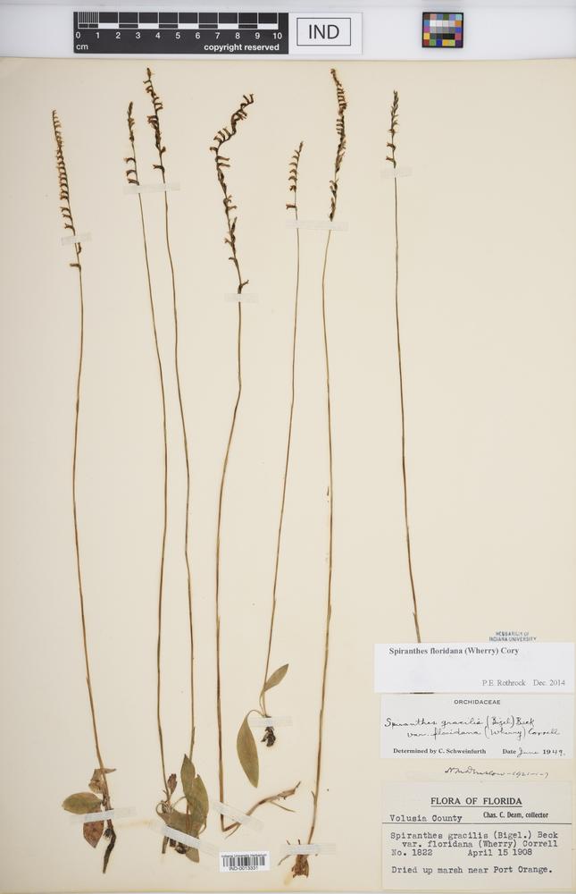 Spiranthes floridana image