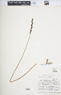 Spiranthes lacera var. gracilis image