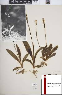 Spiranthes lucida image