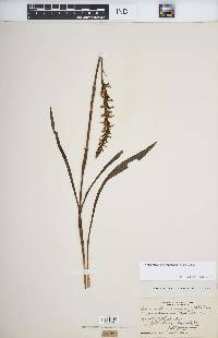 Spiranthes ochroleuca image