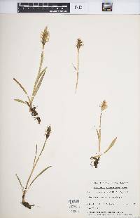 Spiranthes romanzoffiana image